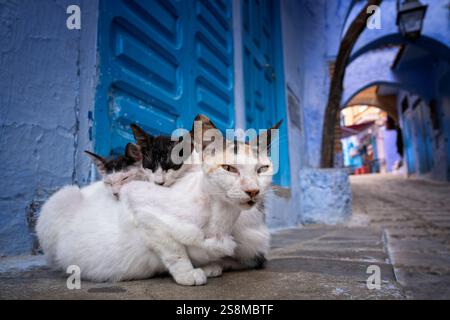 Eine streunende Katze mit zwei Kätzchen in einer Medina-Gasse in der blauen Stadt Chefchaouen, Marokko. Marokkanische Katzen. Stockfoto