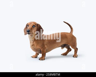 Porträt eines süßen glücklichen Hundes, der in die Kamera schaut, Dachshund-Rasse, isoliert auf weißem Hintergrund Stockfoto