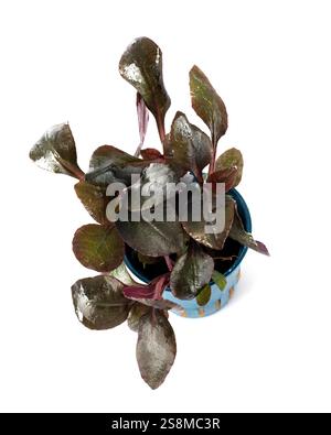 Lobelia cardinalis vor weißem Hintergrund Stockfoto