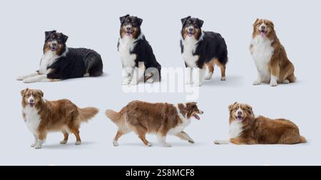 Sammlung von wunderschönen australischen Schäferhunden in verschiedenen Posen, isoliert auf weißem Hintergrund Stockfoto