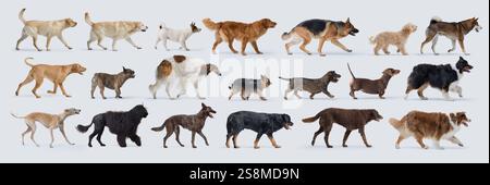 Hunde verschiedener Rassen Walking Profile Ansicht, Ganzkörper, Sammlung von Porträts Stockfoto
