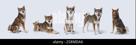 Sammlung von Hundeporträts in verschiedenen Posen, Shiba Inu Hunderasse, isoliert auf weißem Hintergrund Stockfoto