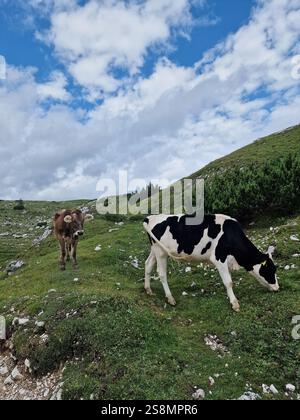 Zwei Kühe grasen in einem üppigen grünen Feld unter einem lebendigen Himmel voller flauschiger Wolken. Braune Kuh, schwarz-weiße Kuh, charmante ländliche Szene, Dolomiten Stockfoto