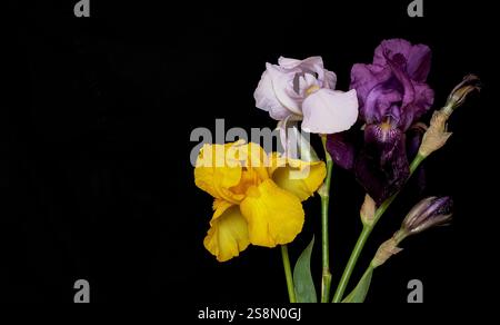 Mehrfarbiger Blumenstrauß mit Irisblumen auf schwarzem Hintergrund. Kopierbereich Stockfoto