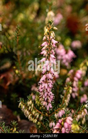 Natürliches Nahaufnahme blühendes Pflanzenporträt der hübschen Erica x Darleyensis „Archie Graham“. Aufmerksamkeit erregend, schön, blühend, rot, kühl, Stockfoto