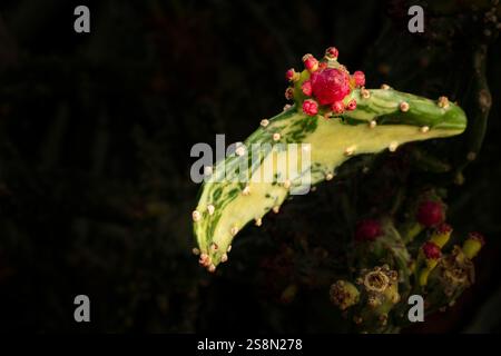 Natürliche Nahaufnahme Pflanzenporträt der faszinierenden Opuntia monacantha var variegata, Variegated Joseph's Coat, Variegated Eltham Indian Fig. Legitim Stockfoto