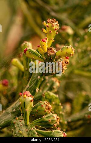 Natürliche Nahaufnahme Pflanzenporträt der faszinierenden Opuntia monacantha var variegata, Variegated Joseph's Coat, Variegated Eltham Indian Fig. Legitim Stockfoto