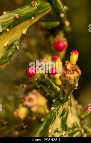Natürliche Nahaufnahme Pflanzenporträt der faszinierenden Opuntia monacantha var variegata, Variegated Joseph's Coat, Variegated Eltham Indian Fig. Legitim Stockfoto