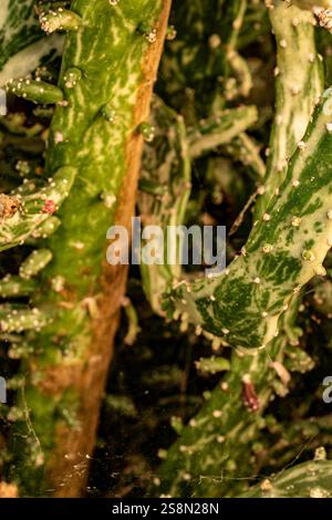 Natürliche Nahaufnahme Pflanzenporträt der faszinierenden Opuntia monacantha var variegata, Variegated Joseph's Coat, Variegated Eltham Indian Fig. Legitim Stockfoto