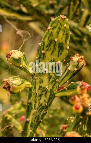 Natürliche Nahaufnahme Pflanzenporträt der faszinierenden Opuntia monacantha var variegata, Variegated Joseph's Coat, Variegated Eltham Indian Fig. Legitim Stockfoto
