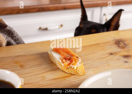 Ein schwarzer Hund beobachtet eifrig, wie eine Person ein Sandwich mit geräuchertem Lachs und Frischkäse zubereitet. Der verführerische Snack sitzt auf einem Schneidebrett in der Küche, Stockfoto