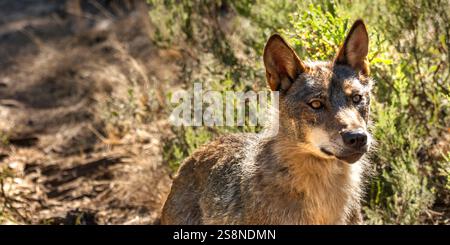 Iberischer Wolf, Grauer Wolf, Canis lupus signatus, mediterraner Wald, Zamora, Kastilien und León, Spanien, Europa Stockfoto