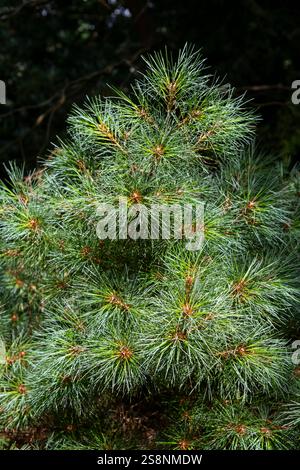 Ornamentaler Kiefernbaum mit buschigem Habitus und langen grünen Nadeln. Stockfoto