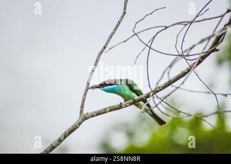 Ein blauschlauchiger Bienenfresser, der sich von einem Insekt ernährt. Fotografiert im westlichen Teil von Singapur. Stockfoto