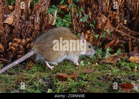 Braune Ratte (Rattus norvegicus) auf der Suche in einem Gartenblumenbeet bei Nacht, Wiltshire, Großbritannien, Januar. Stockfoto