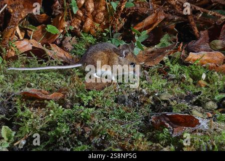 Holzmaus / Langschwanzfeldmaus (Apodemus sylvaticus) auf der Suche in einem Gartenblumenbeet bei Nacht, Wiltshire, Großbritannien, Januar. Stockfoto