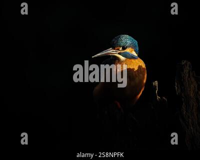 Kingfisher thront in dramatischer Beleuchtung mit leuchtenden Farben und anmutiger Form Stockfoto