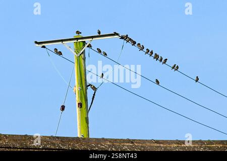 Schar von Starlingen, die auf Stromkabeln sitzen Stockfoto