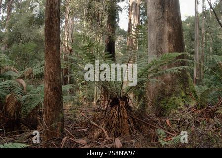 Sumpfgummi, Eucalyptus regnans Mount Field National Park, Tasmanien, Australien Stockfoto