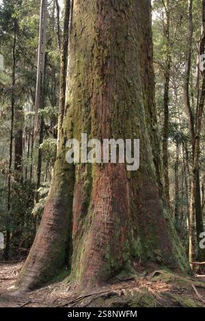 Sumpfgummi, Eucalyptus regnans Mount Field National Park, Tasmanien, Australien Stockfoto
