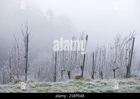 Ein nebelbedeckter, vereister Weinberg im Winter, reif, Rems-Tal, Baden-Württemberg, Deutschland, Europa Stockfoto