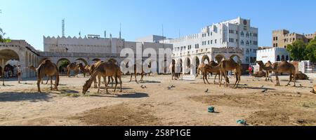 Doha, Katar - 4. Januar 2025: Königliche Kamele in einem Gehege in der Nähe von Souq Waqif. Stockfoto