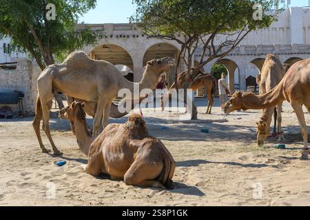 Doha, Katar - 4. Januar 2025: Eine Gruppe königlicher Kamele im Schatten der traditionellen katarischen Architektur. Stockfoto