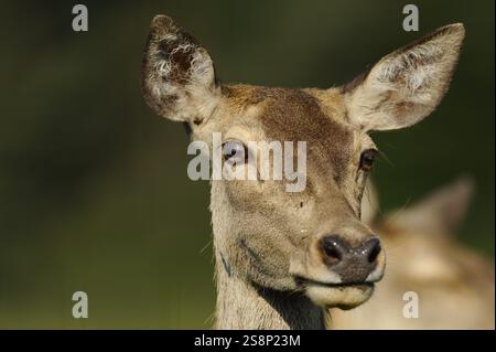 Nahaufnahme eines Rehkopfes in einer natürlichen Umgebung, Rothirsch (Cervus elaphus), Bayern Stockfoto