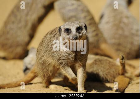 Eine Gruppe Erdmännchen auf sandigem Boden. Das vorderste Tier erscheint wachsam und lebendig, Erdmännchen (Suricata suricatta), gefangen Stockfoto