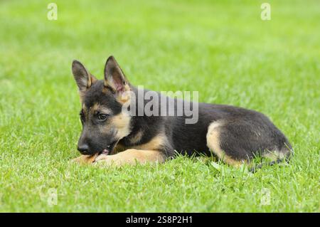 Ein verspielter Schäferhund liegt im Gras und kaut, Deutscher Schäferhund, Kurzhaar Stockfoto