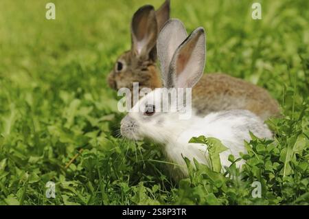 Zwei im Gras sitzende Hasen, ein weißes und ein braunes Hauskaninchen (Oryctolagus cuniculus forma domestica), Bayern Stockfoto