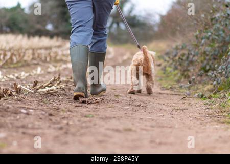 Rückansicht der Beine einer Frau, die Gummistiefel trägt und im Winter mit ihrem süßen Hahnenhund auf einer Führung auf einer britischen Landstrecke läuft. Stockfoto