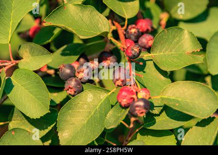 Ein Haufen Heidelbeeren hängt an einem Baum. Die Blätter sind grün und die Beeren reif Stockfoto