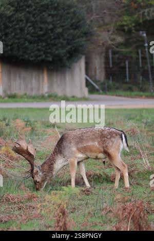 Damhirsch im Spätherbst, weidet in der ruhigen Landschaft von Richmond Park, England, Vereinigtes Königreich Stockfoto