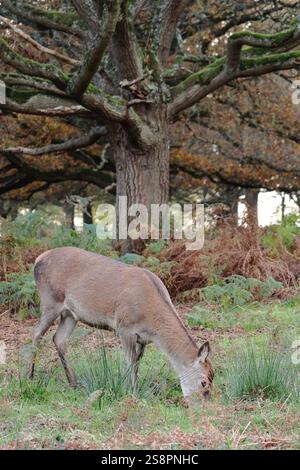 Rotwild im Spätherbst, weidet in der ruhigen Landschaft von Richmond Park, England, Vereinigtes Königreich Stockfoto
