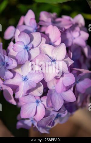 Grosser Blumenkopf eines harten Hortensie-Macrophylla-Strauchs Stockfoto