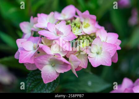 Grosser Blumenkopf eines harten Hortensie-Macrophylla-Strauchs Stockfoto