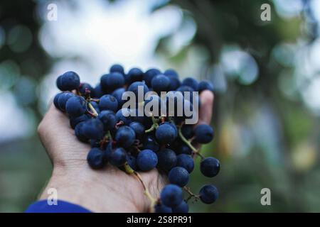 Eine Handvoll blauer Trauben mit weichem, natürlichem Hintergrund Stockfoto