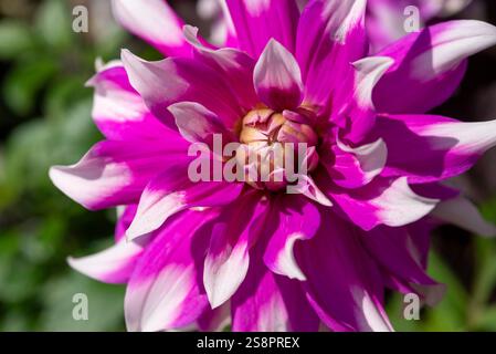 Dahlia „Jean Marie“ eine Sorte mit großen Doppelblumen mit weißen und violetten Blüten. Stockfoto