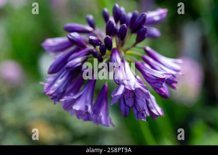 Agapanthus „Poppin Purple“ blüht im Spätsommergarten. Stockfoto