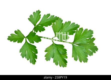 Grünes, flaches Blatt Petersilie Blätter isolierter Ausschnitt auf weiß Stockfoto