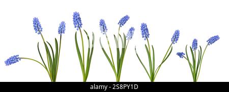 Eine Reihe von verschiedenen blauen Muscari-Blüten mit einem isolierten Stielausschnitt auf weiß Stockfoto