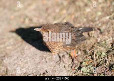 Juvenile Amsel, Turdus merula, auf einer Bodennähe Stockfoto
