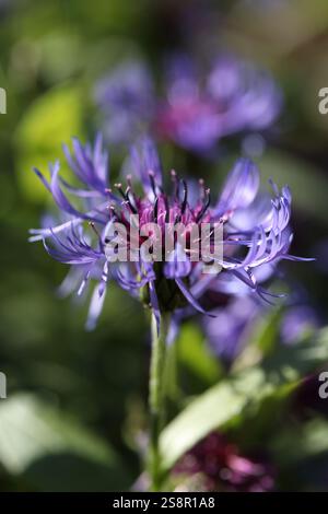Kornblume, oder Junggesellenknopf, Centaurea Cyanus Blume in einer Gartennaht Stockfoto