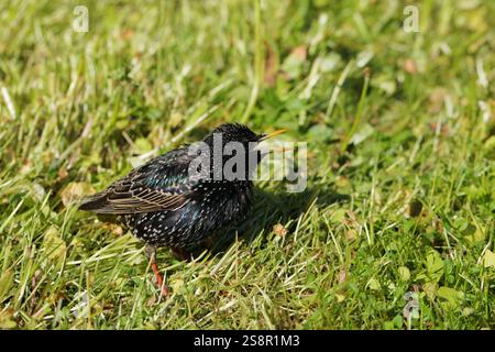 Junger gewöhnlicher Starling, Sturnus vulgaris Vogel auf einem grünen Rasen an einem Frühlingstag Stockfoto