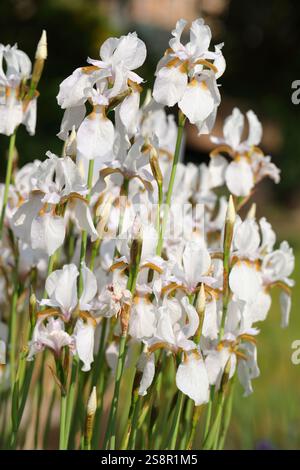 Blumen der weißbärtigen Iris, Iris germanica, in einem Garten an einem sonnigen Frühlingstag Stockfoto