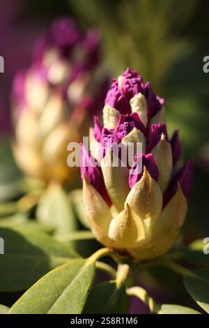 Knospen von Rhododendron in einem Garten an einem sonnigen Frühlingstag Stockfoto