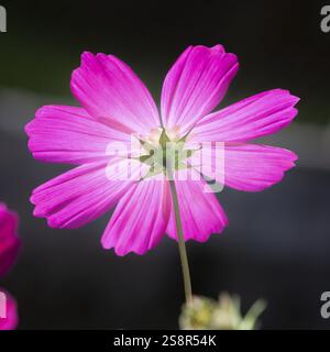 Ein Bild einer wunderschönen rosa Cosmos bipinnatus Blume Stockfoto