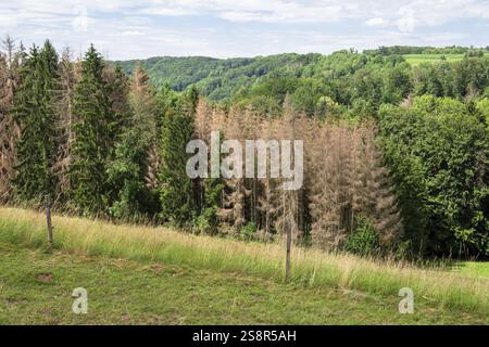 Ein Bild eines Waldrückens in Süddeutschland Stockfoto