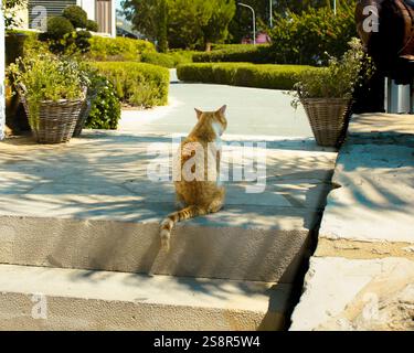 Eine streunende Katze, die allein auf der Straße sitzt Stockfoto